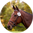 darkbay11
